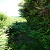 Plants: image 69 Of 208 Thumb